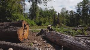 Best Storm Damage Tree Cleanup  in Mpo, CA