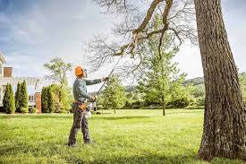 Best Palm Tree Trimming  in Mpo, CA