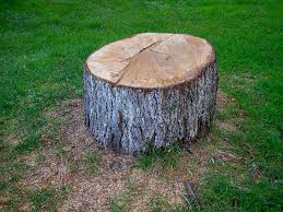 Best Emergency Tree Removal  in Mpo, CA