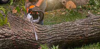 Best Hazardous Tree Removal  in Mpo, CA