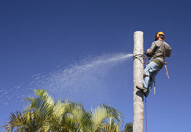 Best Tree Health Inspection  in Mpo, CA