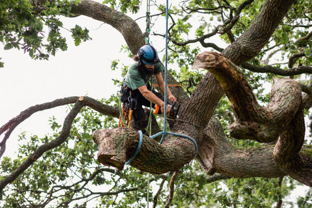 Best Storm Damage Tree Cleanup  in Mpo, CA