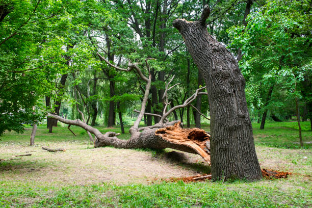 Best Firewood Processing and Delivery  in Mpo, CA