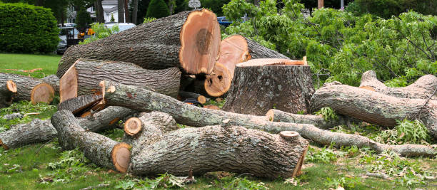 Best Tree Maintenance Programs  in Mpo, CA