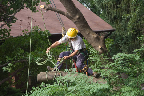 How Our Tree Care Process Works  in  Campo, CA