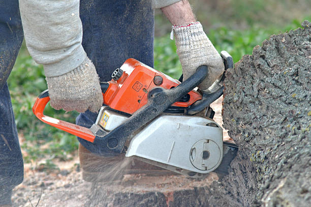 Best Arborist Consultation Services  in Mpo, CA