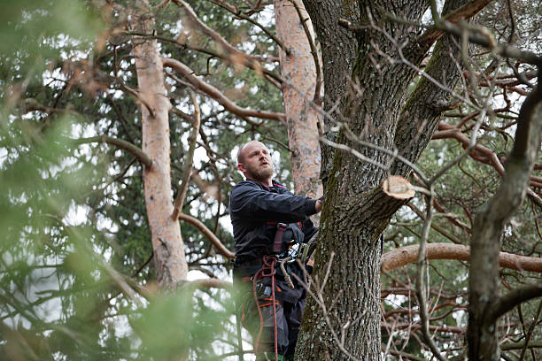 Best Tree Mulching  in Mpo, CA