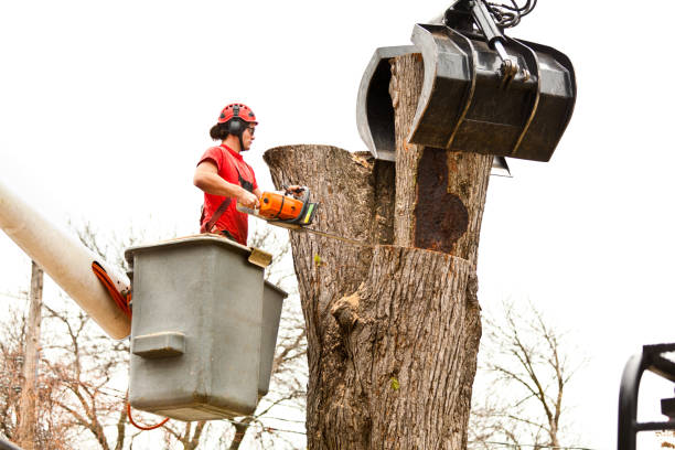 Best Stump Grinding and Removal  in Mpo, CA