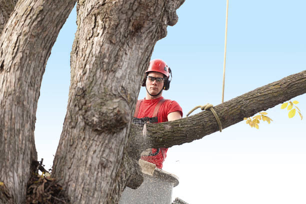 Best Fruit Tree Pruning  in Mpo, CA